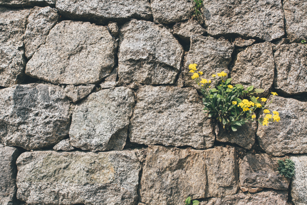 yellow flowers growing through cement cracks
