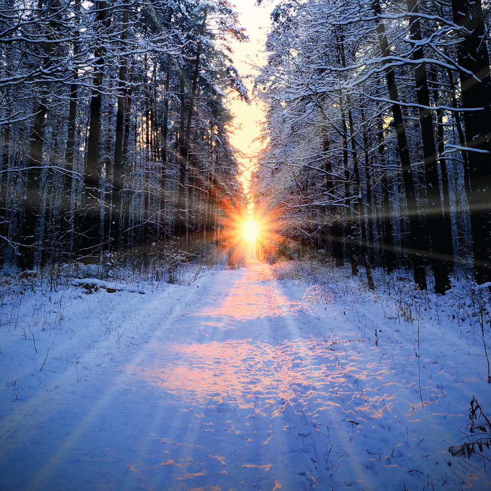 golden hour sun through trees along snowy path