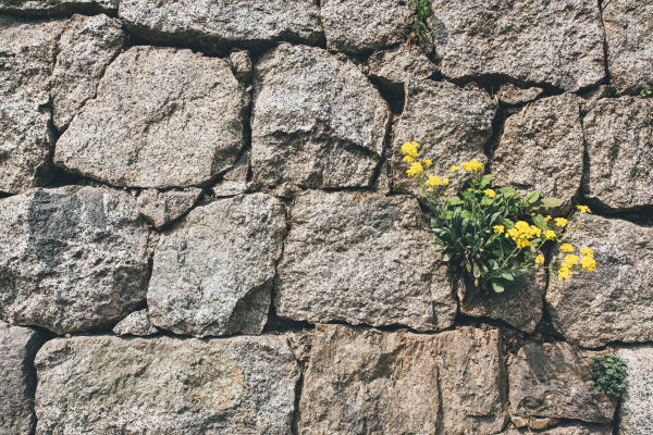 yellow flowers growing through the cracks in a brick wall