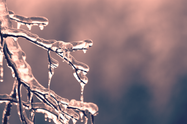 a photo of ice frozen over a branch