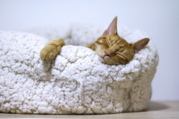 an image of a cat sleeping in a cat bed