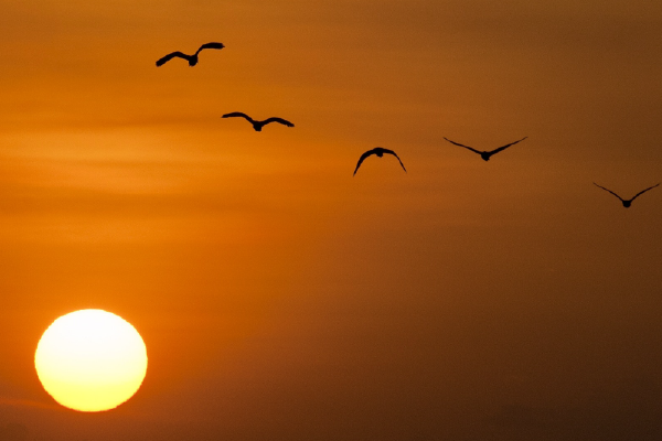 an image of the silhouettes of five birds flying across a red sky with sun glowing in the bottom left corner