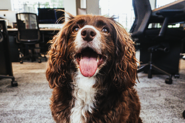 an image of a dog smiling with their tongue sitting in an office, looking at the camera