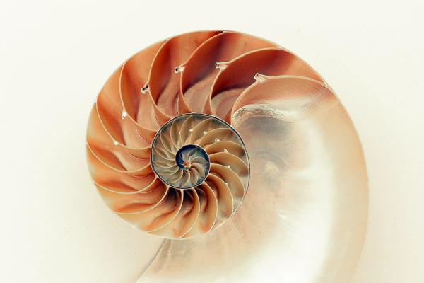 an image of the inside of a shell revealing its Fibonacci spiral